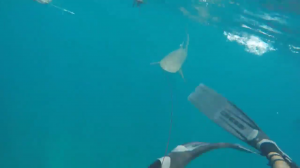 Акула атаковала подводного охотника