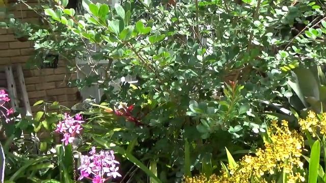 Онсидиум, Магнолия Цветут. Oncidium Dancing Lady. Oncidium sphacelatum. смотреть онлайн