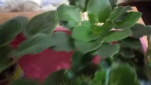 Фиалки./ Две новинки из моей коллекции. Рекомендации при получении посылки с детками фиалок.