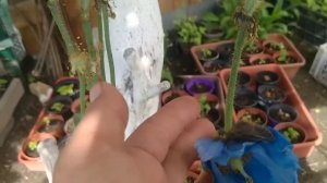 МОЙ ПРЕКРАСНЫЙ САД??? ПРОГУЛКА ПО ЦВЕТУЩЕМУ САДУ ???