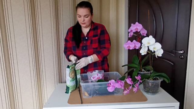 Пересадка орхидеи купленной в магазине смотреть онлайн