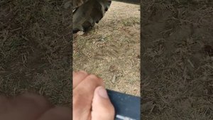 кун метал фах или Турс