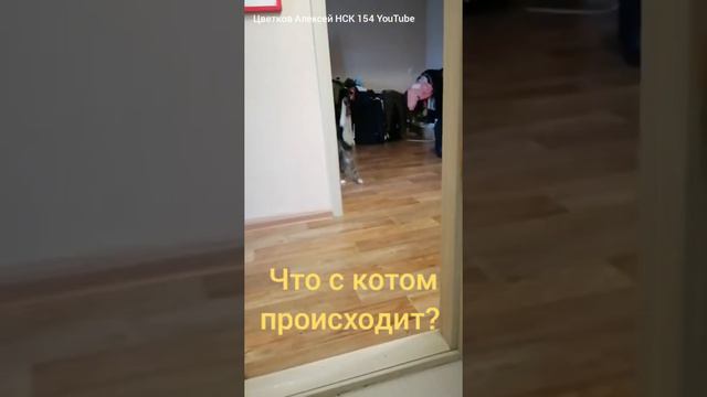 Кот. Что то происходит с моим котом явно не то.... Цветков Алексей НСК 154 YouTube. Russia cat.