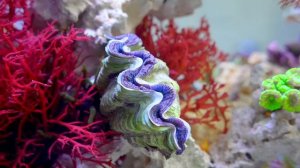 I Built a Tiny Ocean in 100 Days