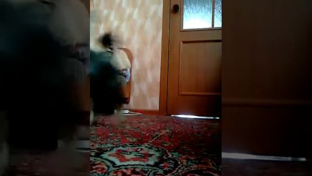 Моя собака Ерик!