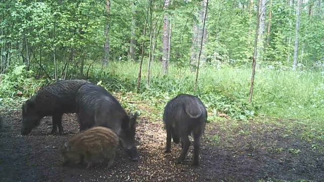 Дикие кабаны и кабанчики на кормушке - vuoksa-baza.ru смотреть онлайн