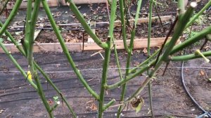 Ежевика Натчез в теплице  - формировка и зимняя обрезка