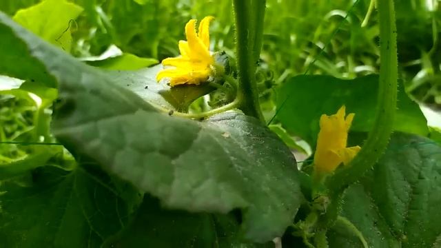 Август Огурцы и холодные ночи. Дал в Августе Огурцам они снова позеленели, и обильно заплодоносил смотреть онлайн