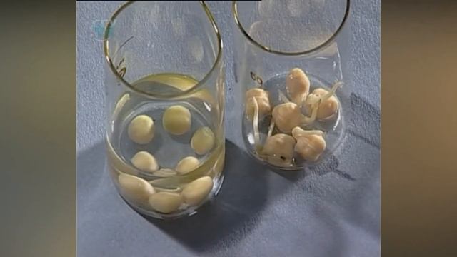Семя  Необходимость воздуха для прорастания семян Опыт