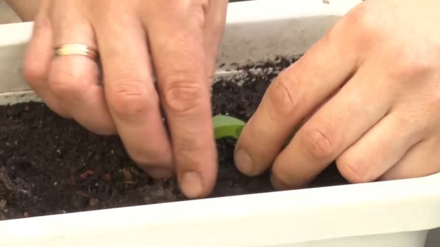 Пикирование петунии смотреть онлайн