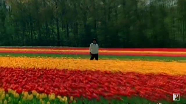 Dekha Ek Khwab Song | Silsila | Amitabh Bachchan, Rekha | Kishore Kumar, Lata Mangeshkar | Shiv-Har