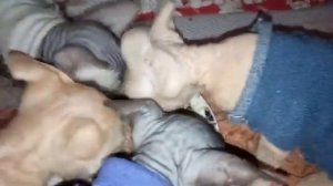 Котята Сфинксы кушают кашку. Sphynx kittens eat porridge. # 243.