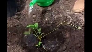 Как сажать клубнику Видео о том, как правильно сажать клубнику! 2017!