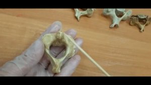 Строение костей туловища позвонки, грудина, ребра, крестец