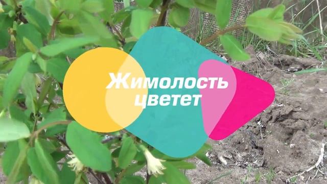 ДАЧНЫЕ БУДНИ