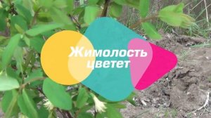 ДАЧНЫЕ БУДНИ