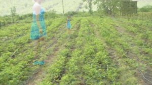 КЛУБНИКА НА АГРОВОЛОКНЕ И МАТОЧНИК 20 соток.