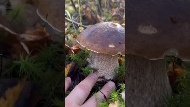 БОРОВИК БЕРЁЗОВЫЙ ! ИЗУЧАЕМ ГРИБЫ ! смотреть онлайн