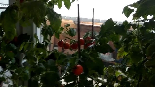 Бонсай. Плодоношение помидоров в октябре.