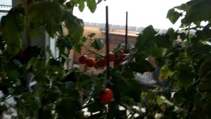 Бонсай. Плодоношение помидоров в октябре.