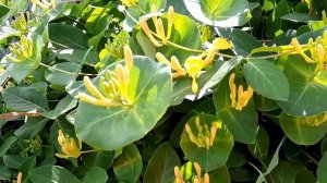 Вертикальное озеленение Жимолость Каприфоль