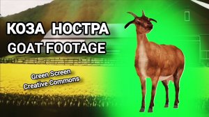 Коза green screen футаж. Хромакей анимация коза на зелёном фоне.