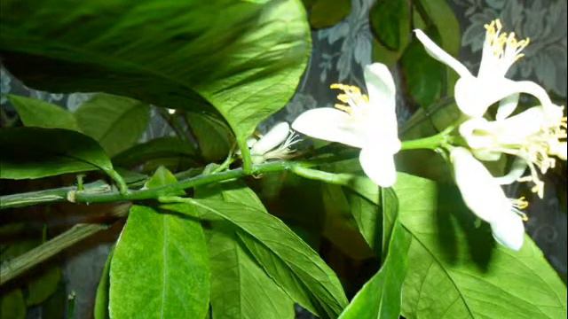 ЦВЕТЕНИЕ ПАВЛОВСКОГО ЛИМОНА смотреть онлайн