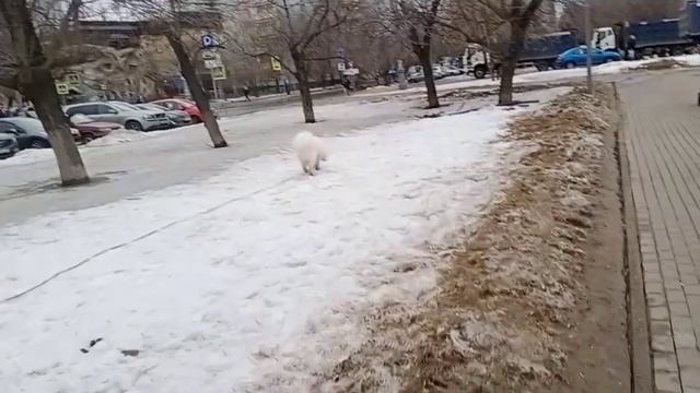 породы собак:самоед смотреть онлайн