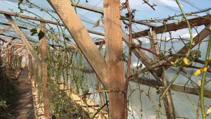 Ежевика Карака блэк в теплице - весенняя обрезка 2020 год