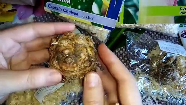 Обзор посылки с клубнями каллы ??????