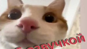 Прикольные моменты с котами и собаками попавшие на камеру. Веселое видео про животных.. серия 3