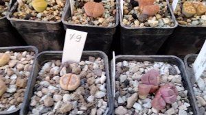 Коллекция суккулентов.Как выглядят литопсы после первого  полива.Lithops