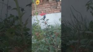 Gladiolus Flowers Plants In Pot #Rk Garden