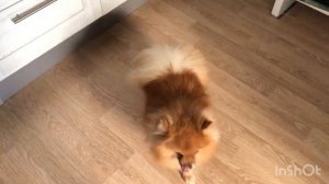 готовим вкусную курицу с пивом