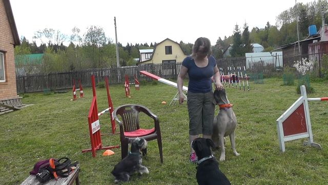 Начальные упражнения в движении рядом. Кане-корсо Мира и мешает ей цвергшнауцер Тоша.