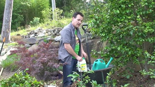 How to renovate a Camellia, the simple steps! смотреть онлайн