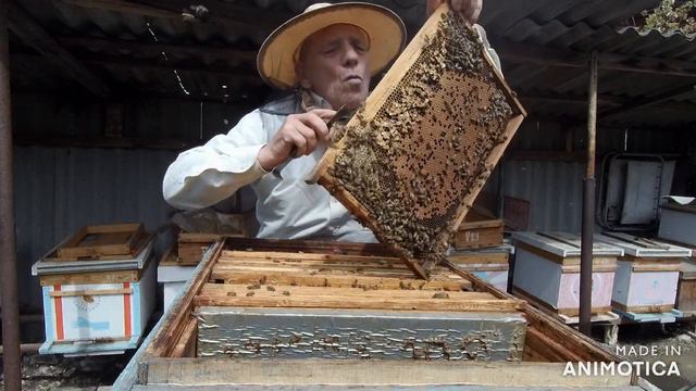 2 х маточное содержание 3 й этап Проверяем наличие маточников во 2 м корпусе смотреть онлайн