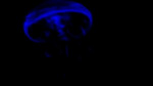 Свечение в ультрафиолете