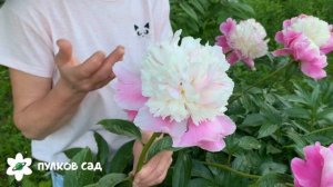 Cora stubbs peony. Кора стабс пион. Пулков сад