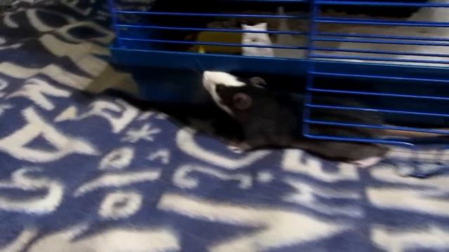 Крысята - Плюшка и Сплюшка перед отъездом в новый дом. (Fancy Rats) смотреть онлайн