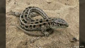 Как правильно содержать прытких ящериц