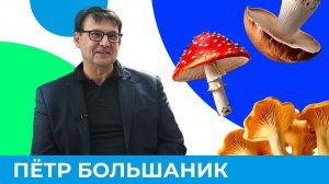 Грибной сезон в Омске: советы для удачной тихой охоты | Короче, Омск 533