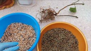 Обрезка и пересадка клеродендрума! Тестирую 2 грунта- Лечуза и Оазисчуза! ?