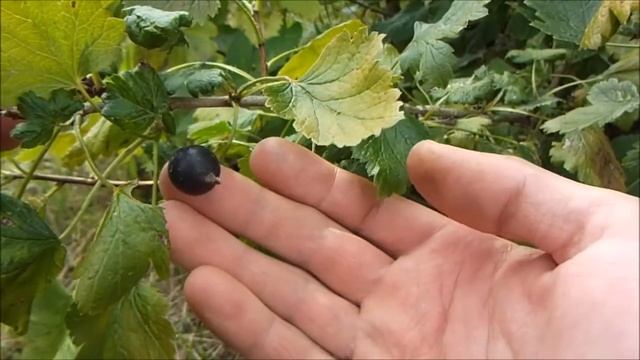 Йошта / Josta смотреть онлайн