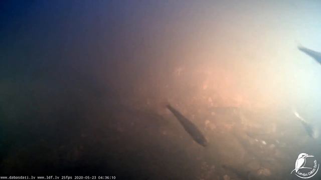 Raķupes zemūdens kamera (Подводная камера в Ракупе) 2020 05 23 смотреть онлайн