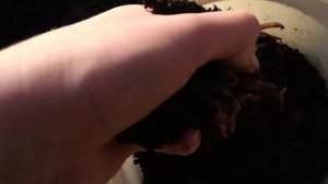 СОДЕРЖАНИЕ КРАСНЫХ ЧЕРВЕЙ// КАК СОДЕРЖАТЬ ЧЕРВЕЙ ДЛЯ РЫБАЛКИ?