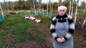 Что выгоднее - индюки или гуси
