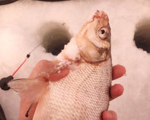 Рыбалка на Томи второй день весны