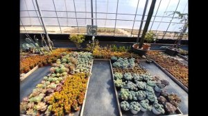 Succulent plant farm 다육식물농장