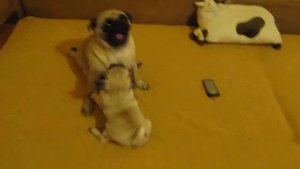 Мопсы играют с Тютей